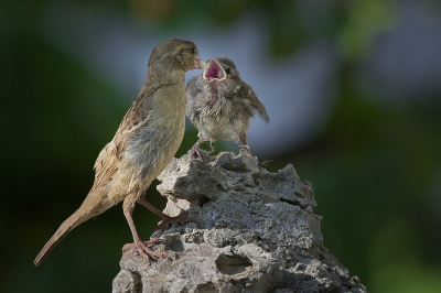 I took this picture with lucky, because was very difficult to take notice this very little birdie.Also I had good light and position.