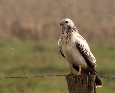 Bij het bezoek aan de kraanvogels ook deze mooie "witte" Buizerd gezien. De stippen zijn insecten die daar rondvlogen!