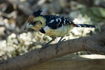 Deze foto is gemaakt in het kamp Odd Balls. Dit kamp ligt midden in de Okavango delta in Botswana van waaruit vaar/wandel safari's te maken zijn verder de delta in. Ver van de bewoonde wereld in een oase van rust.