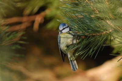 Pimpelmees hangend in grove den langs de zandverstuiving op het Drouwenerzand op een aardige dag in februari.