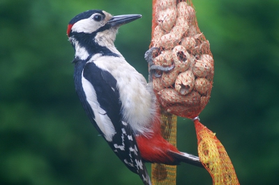 Midden in het centrum van Dedemsvaart zatdeze vogel zat bij de nootjes te eten gauw mijn camera gepakt en dit was de mooiste (gemaakt door termopane glas).