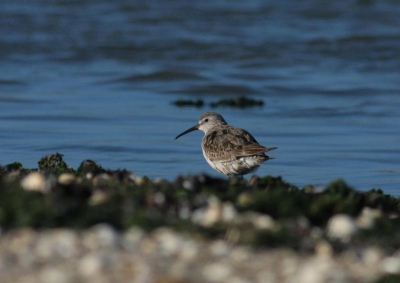 Bij deze mijn eerste foto op Birdpix, zover ik kan herkennen een Krombekstrandloper. Als het een andere soort betreft, zou ik dat graag horen. 

Nadat ik mijn tweedehands Canon 400/5.6L ontving, heb ik in de buurt testfoto's gemaakt onder goede omstandigheden en de nodige sluitertijden en diafragma's voor een scherpe plaat. Desondanks ben ik nog niet tevreden over de kwaliteit foto's die de lens oplevert.

Na lang wachten op het geplande weekendje Texel van afgelopen 2 dagen wilde ik de lens aan een test onderwerpen en n en ander aan het strand vastleggen. Na thuiskomst en het bekijken van de foto's op de pc, was ik nog steeds teleurgesteld over de scherpte van de meeste foto's. 

Als iemand opmerkingen of tips heeft over het gebruik van de lens m.b.t. (on)scherpte, een privbericht is altijd welkom. Misschien zie ik iets belangrijks over het hoofd dat deze onscherpte veroorzaakt.