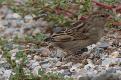 A House Sparrow without tail was today observed in my local patch ,Pylaia.It is the first time I see so a fellow.