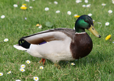 Ik reed langs met camera en zag deze wilde eend. Dus heb ik er maar een plaatje van gemaakt