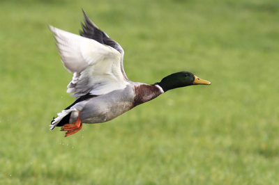 Afgelopen zondag langs de ijssel gereden en deze wilde eend gefotografeerd. Auto langs de kant gezet en er voorzichtig heen geslopen.