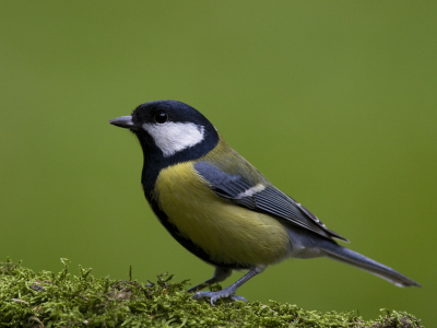 Met een midweekje weg weer eens een middagje kunnen fotograferen. Een mooie stronk die we tijdens een wandeling waren tegen gekomen bij het huisje neergelegd. Met wat geduld wilde deze koolmees er wel even op gaan zitten. De groene achtergrond is gras.