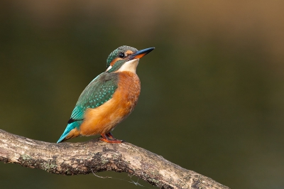 Eindelijk staat ie erop, mijn eerste ijsvogel. Was al eerder op plek geweest maar door de strenge winter waren ze weg. Nu heb ik weer een mannetje en vrouwtje gezien.
Geduld wordt beloond.