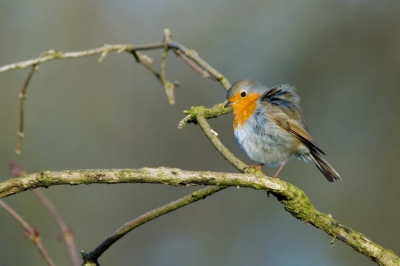 Roodborst in aardig licht waarbij je de invloed van een briesje wind op het verenkleed kan zien.