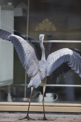 Al een paar weken terroriseert een reiger onze vissen in de vijver. Maar sinds een paar dagen heeft hij een concurrent ontdekt, namelijk zijn eigen spiegelbeeld in de ramen naar de tuin toe.

Deze valt hij zo nu en dan met grof geweld aan! Met de dolksnavel en de beide poten. 

Deze super is technisch verre van perfect, maar dit heb ik tenminste een reiger nog nooit zien doen.

Ik weet zeker dat dit nog een vervolg gaat krijgen.