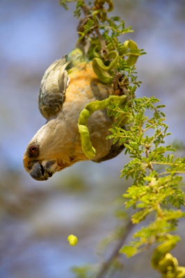 Er viel iets uit de boom direct boven mij, toen ik omhoog keek snapte ik wat het was.