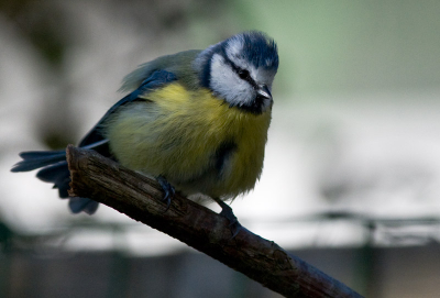 Deze pimpelmees was een van de vele in de achtertuin. Vond hem wel mooi vanwege het lichtje in zijn oog maar ook zijn verenvorm (pluizig).