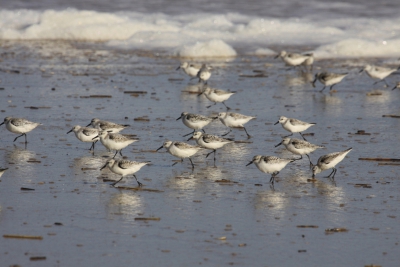 Erg grappig hoe deze strandlopertjes met hun snelle pootjes de vloedlijn volgen. Iedere keer als er een golf aankwam liepen ze razendsnel weg. Ik was wel eens te laat! Aangezien ik op mijn hurken zat, werd ik behoorlijk nat.