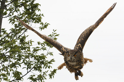 Deze foto gemaakt tijdens de roofvogelshow in diergaarde blijdorp.