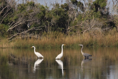 De Amerikaanse blauwe reiger is in gezelschap van de grote zilverreigers. Een heel mooi gebied met veel gevogelte. Alhoewel de duizenden sneeuwganzen nog moesten komen.