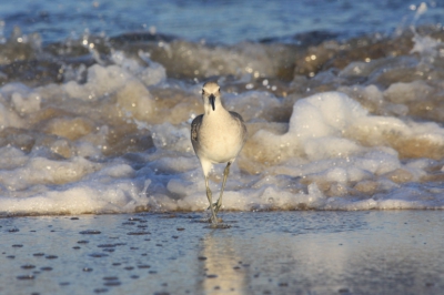 Een mooie pose van deze strandloper met de golven op de achtergrond en prachtig licht. Dat was genieten.