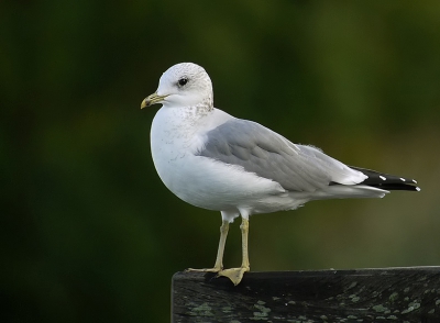 Het is pas als je goed kijkt dat je ziet hoeveel verschillende meeuwen samen zitten  Het verschil is bij sommige heel klein.