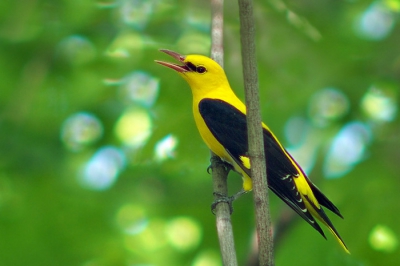 I took this picture by 300mm lens MF in little wood near Varna, were several Golden orioles - males and females, was been very difficult, because the birds were very mobile.