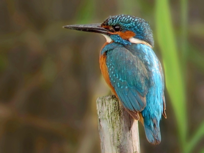 Altijd weer afwachten of de vogel al of niet gaat zitten voor de foto.