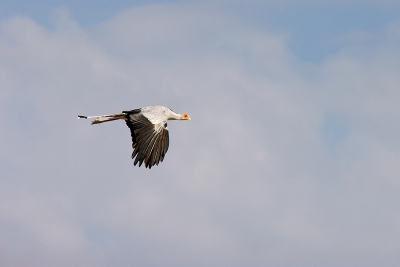 Gelukkig kon ik de telelens van m'n vader lenen toen deze scertarisvogel langs vloog.