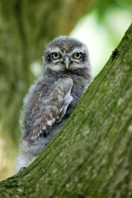 Sind januari 2009 heb ik een uilenkast in de notenboom gehangen. Zonder het te merken hebben de uitljes zitten te broeden. Het terras waar we elke mooie avond zitten is ongeveer 6-7 meter van de kast verwijderd. We zijn aangenaam verrast door uiteindelijk 2 jonge steenuilen die veilig zijn opgegroeid.