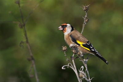 Goldfinch under gold light and front very good background -  perfect combination. In this case I had lucky.Took by hand.
