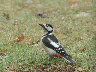 bewolkt regenachtige dag.
overtollig uitgedroogd brood naar buiten gegooid voor de eventuele vogels die in dit weer erop uit trekken.
dit vrouwtje kwam ook kijken, op een paar meter afstand van het raam. ik statief binnen opgezet en klikken maar.
sluitertijd had ik iets korter gemoeten, maarja weinig licht. al met al leuke ontmoeting.