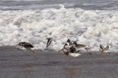 De willets en drieteenstrandlopers zijn op de vlucht voor de golven. Het is een komen en gaan van zowel de vogels en de golven. Het was heerlijk toeven op het strand.
