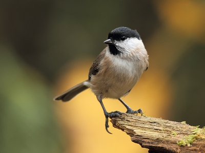 Ook deze matkop (n.a.v. z'n zang) afgelopen week in Drenthe kunnen fotograferen