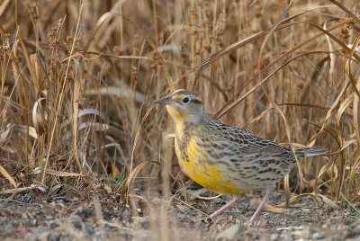 Hier is de voorkant van de vogel wael beter te zien.
Al is het niet de beste foto.