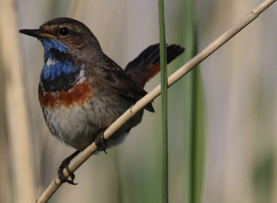 Foto gemaakt aan het einde van de middag tussen het riet in de uiterwaarden van de Maas.
