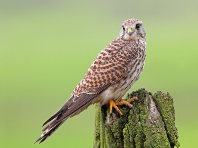 Vandaag even naar de polder geweest. Waar de meeste torenvalkjes zich al snel uit de voeten maakten, bleef deze dame lekker zitten.