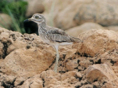 Op een eilandje in het meer. Onze gids zei dat het een Watergriel (Water Thick-Knee) was. Met ons blinde vertrouwen in de gids geloofden we hem ook nog: na bestudering van de foto's blijkt het toch om een Senegalese Griel te gaan, die in Kenya niet zuidelijker voorkomt dan Lake Baringo. Gemaakt tegen het einde van de dag, rond half 5.