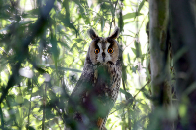 Ik liep vanaf de Knardijk naar de Vogelhut en voelde plotseling 2 ogen naar me staren. Links in de bomen zat deze Ransuil.