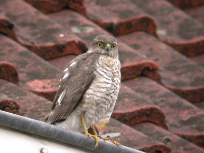 De vogel zat op het dak van ons eigen huis zat daar eventjes vloog toen weg en greep een musje.