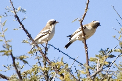 Deze 2 vogeltjes vlogen weer snel verder nadat ik deze foto had gemaakt. Ik weet helaas niet wat voor vogeltjes dit zijn.