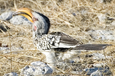 Een zeer veel voorkomende vogel in zuidelijk Afrika. Helaas zeiden zo ook vaak letterlijk tok tegen de voorruit van onze overland truck.
