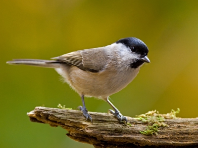 Het zijn toch wel lastige vogeltjes. Zoals vele kleine zangers watervlug en heel af en toe geven ze je een moment om ze vast te leggen.