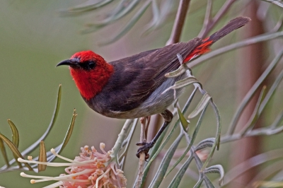 De eerste dagen van onze reis naar "down under" en we wisten gewoon niet waar te kijken. Zo ongeloofelijk veel vogels in diverse kleuren. Aantal vind ik zelf erg mooie foto's gemaakt. De komende tijd zal ik er meerdere plaatsen. Hoop op veel beoordelingen want daar leer ik steeds meer van.