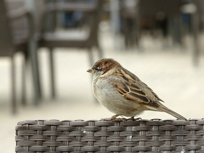 dit musje kwam rustig op ongeveer 1 meter zitten kijken of we wat lekkers bij ons hadden.
een uitgelezen kans om met een 70-200 mm lens een foto te maken.