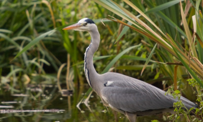wederom een middag in het park geweest, met deze reiger als resultaat