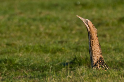 een roerdomp in de typische paalhouding, om zich te verbergen, alleen is hij vergeten tussen het riet te gaan staan, hij dacht dat een greppel voldoende was.