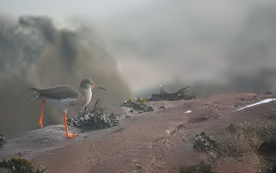 Schotland lag die ochtend geheel in een stralende zon, met uitzondering van het strandje van North Berwick. Daar waren de tureluurs en paarse strandlopertjes aan het fourageren in de mist, en deze tuur deed ook nog wat rekoefeningetjes.