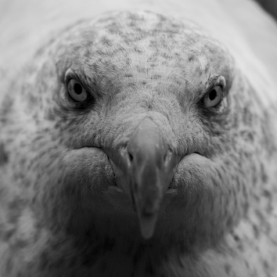 Deze rakker kwam ik tegen tijdens een dagje fotograferen in Leiden. Hij was helaas niet echt bang voor mij maar dat gaf me wel de mogenlijkheid om met 50mm heel dicht bij te komen voor deze shot.
