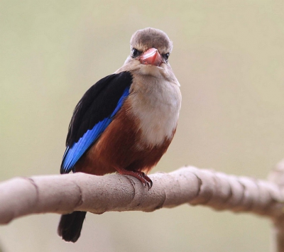 Een ijsvogelsoort van meer droge omstandigheden die ook op insecten jaagt. Niet zo vaak te zien op Birdpix .