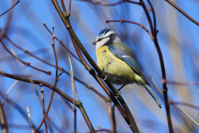Een pimpelmees op een tak in de tuin. Hij steekt mooi af tegen de helder blauwe lucht.