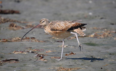 Gefotografeerd tijdens vakantie in Amerika, bij de San Diego River. Een heel mooi gebiedje midden in de stad daar, waar het vol zit met vogels waar je hier gerust een uur rijden voor over hebt haha
