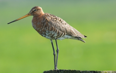 Grutto op paaltje.
400 mm f/8.0 1/320s.
Vanuit de auto genomen. Het was 's morgens nog redelijk mooi weer hier in Zwolle. Heb een paar mooi foto's kunnen maken en had het geluk dat deze grutto op die paal stond.