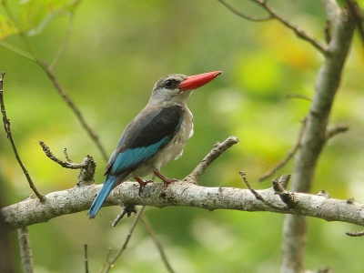 Ik kom deze soort niet op birdpix tegen. Verschil met Woodland Kingfisher door de geheel rode snavel. Moeilijke lichtomstandigheden en zelden vrij te zien door dichte wirwar van takken
