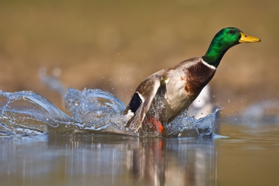 Pure action
After a fight with an other mallard, this drake starts in the air.