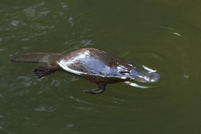 Omdat er vraag naar was een foto van een Vogelbekdier.